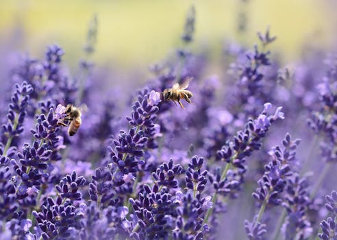 Close-up photo of bees pollinating lavender flowers in a vibrant field.