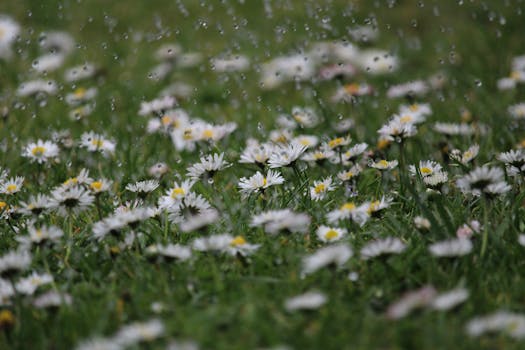 A field of daisies blooming under a gentle spring rain, showcasing nature's beauty.