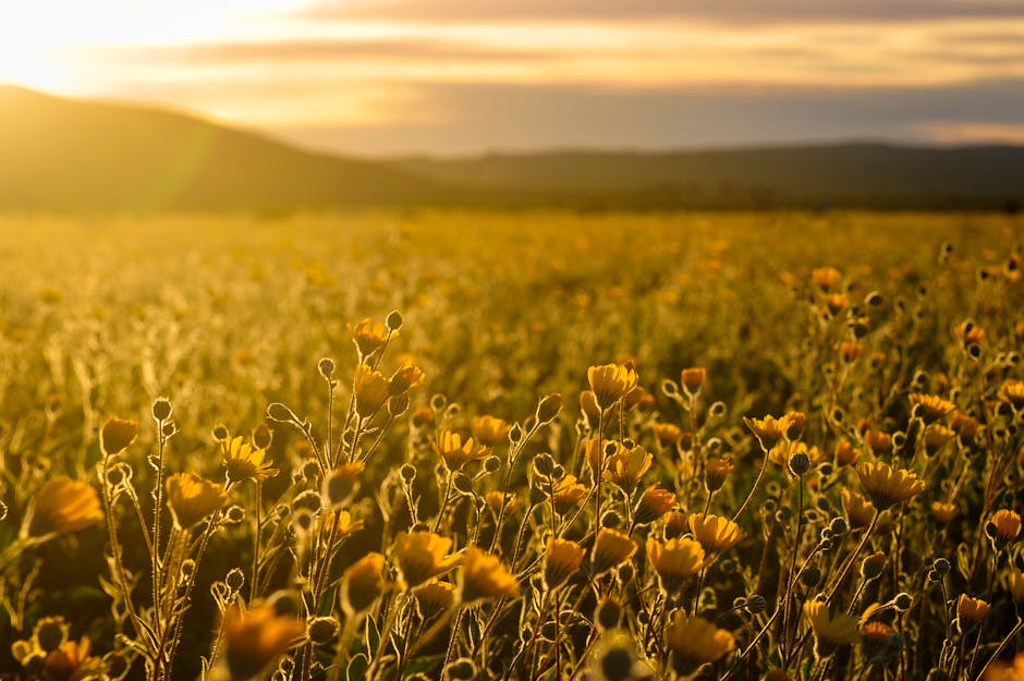 Sunflowers glow under a warm sunrise, capturing the serene beauty of nature's golden hour.