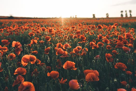 A stunning sunset over a vast field of red poppies, capturing the tranquility of rural Romania.