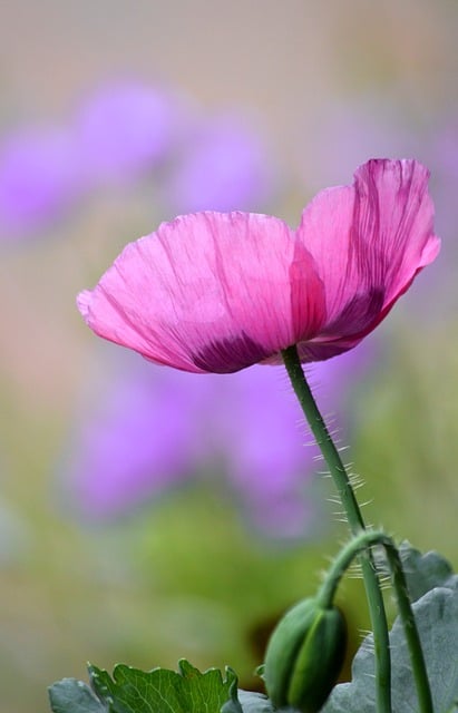 poppy flower, nature, poppy, flower, flower background, beautiful flowers, flora, close up, plant, flower wallpaper, floral background, petals, red poppy, blossom, bloom, papaver