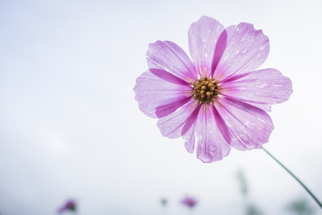 cosmos flower, purple, flower, flower background, petals, bloom, flower wallpaper, blossom, flora, nature, plant, beautiful flowers, single flower, flowering plant, close up