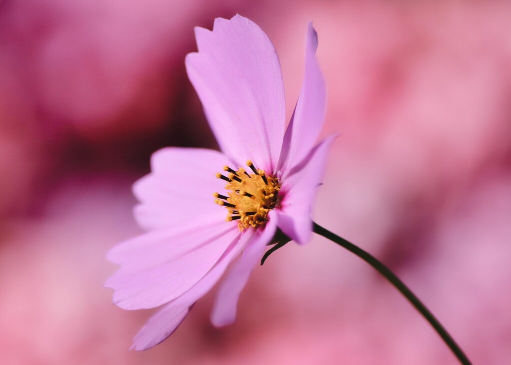 cosmea, jewelry basket, flower background, flower, cosmos flower, pink flowers, pink petals, petals, blossom, bloom, beautiful flowers, flower wallpaper, flora, plant, nature, close up