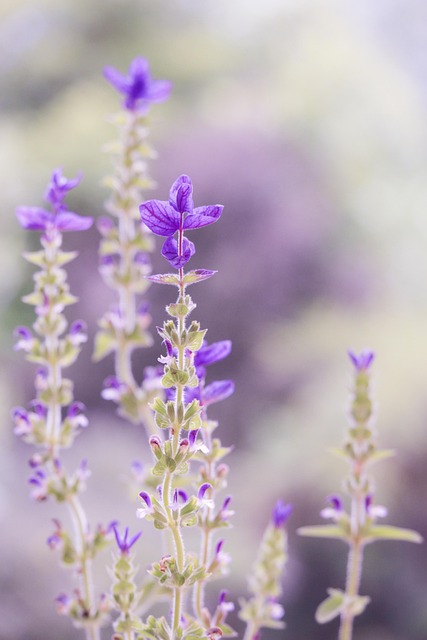 nature, beautiful flowers, flower, lavender, flower background, flower wallpaper, bloom, blossom, botany, macro, field