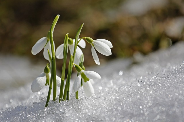 spring, flower wallpaper, snowdrop, flower background, nature, beautiful flowers, flower