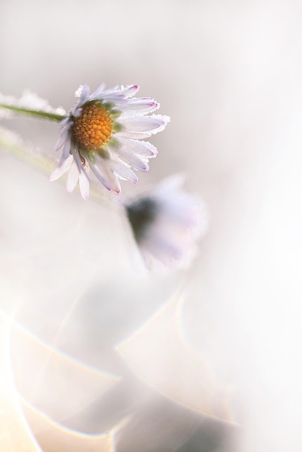 daisy, flower wallpaper, flower, winter, ripe, nature, white, cold, garden, gardening, beautiful flowers, flower background, bokeh, small flowers, ice, snow