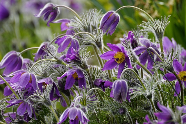 flower, pulsatilla, pulsatilla vulgaris, flower wallpaper, pasqueflower, spring, beautiful flowers, flower background, nature, purple