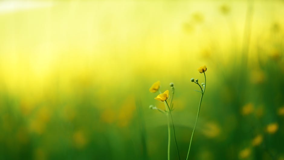 Close-up view of delicate yellow wildflowers in a lush green meadow, embodying the spring season.