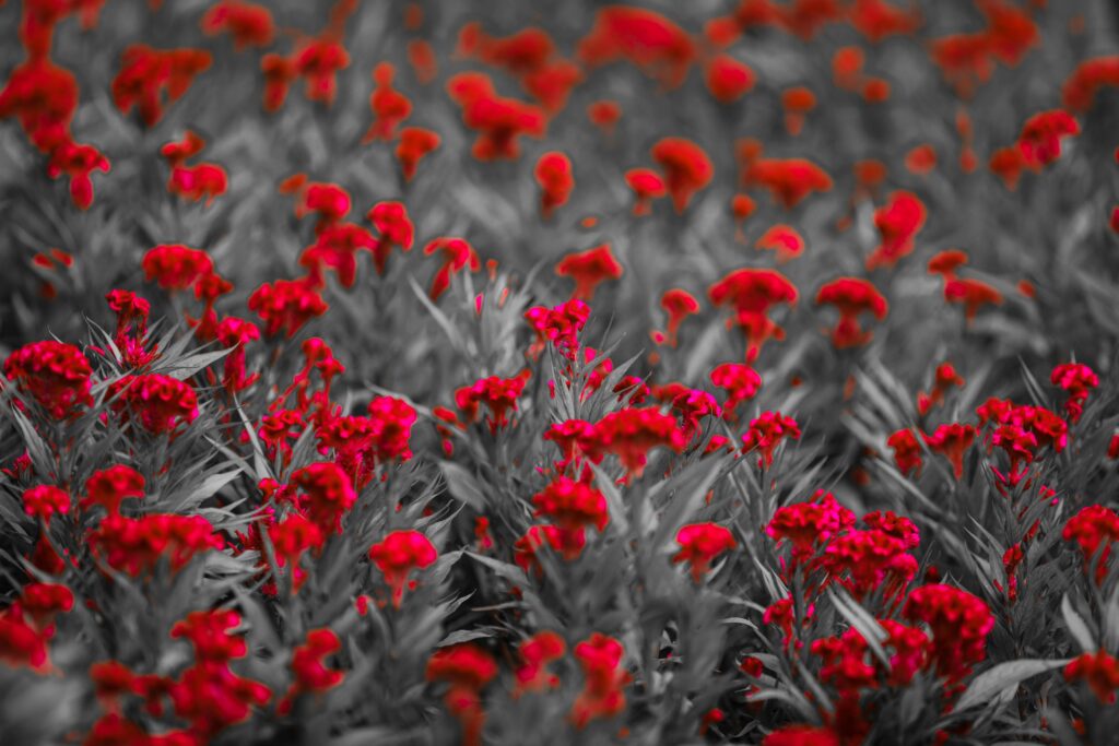 Striking red flowers stand out against a grayscale background, creating a vivid color splash effect.