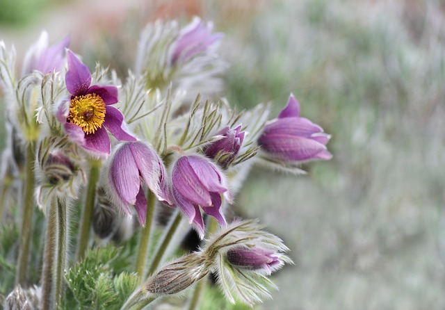 flower, flower background, plant, nature, flowers, summer, pasque flower, flower wallpaper, beautiful flowers, blossoms