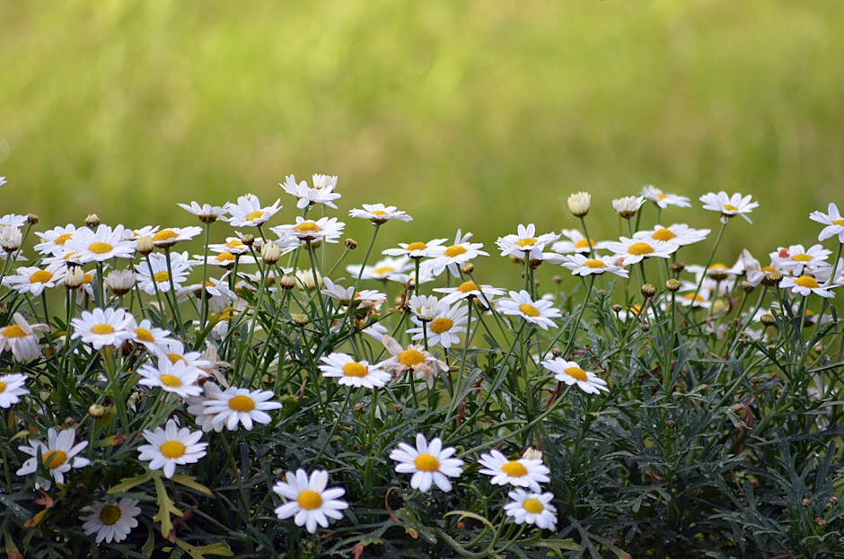 A lush field of white daisies in full bloom on a sunny spring day, perfect for nature lovers.