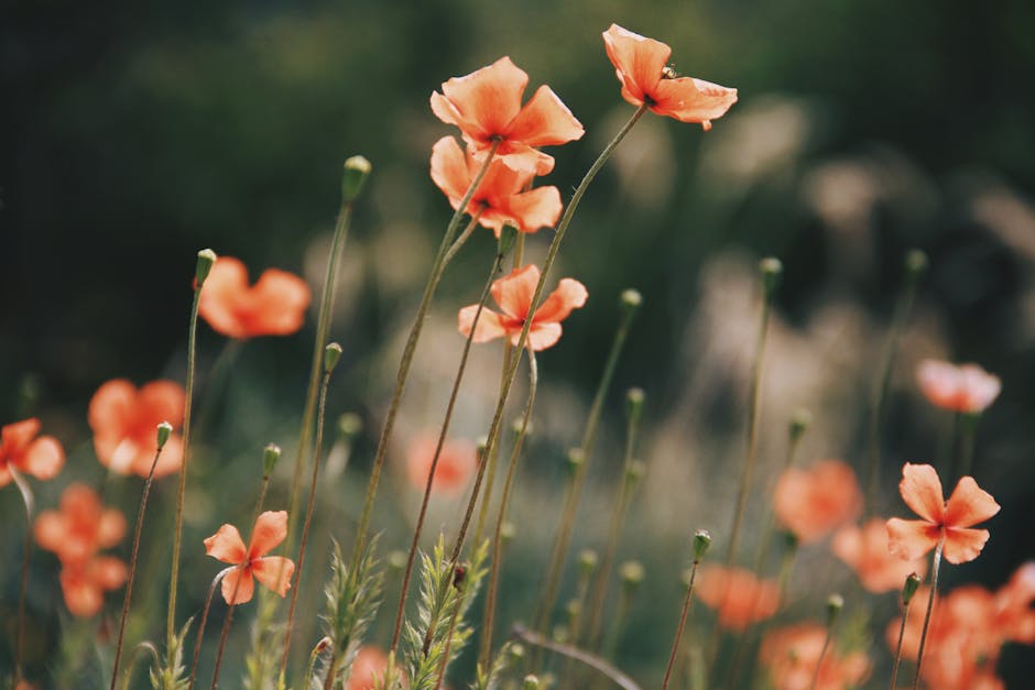 A serene field of vibrant orange poppies in full bloom during summer.