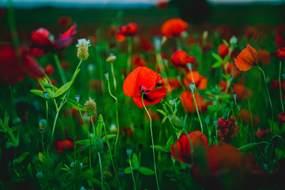 Close-up of vibrant red poppies in a lush green field capturing the essence of spring.