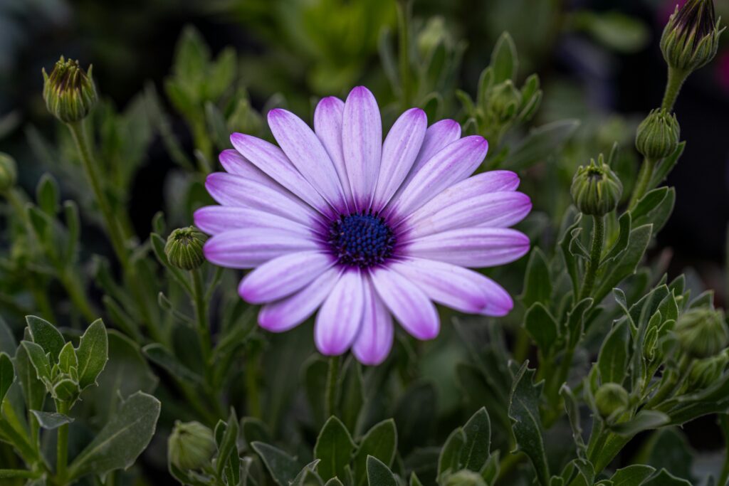 Vibrant purple African daisy in full bloom amidst lush green leaves.
