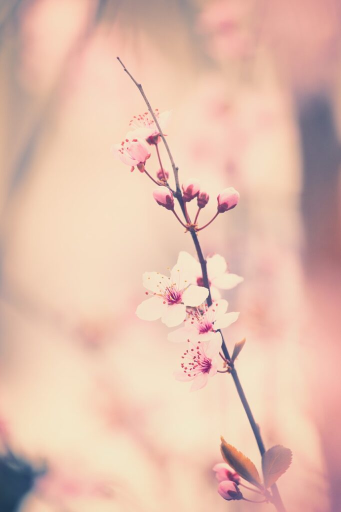 blossoms, cherry tree, spring, cherry blossom, nature, bloom, pink, flowering branch, branch, ornamental cherry, tree, bud, plant, cherry