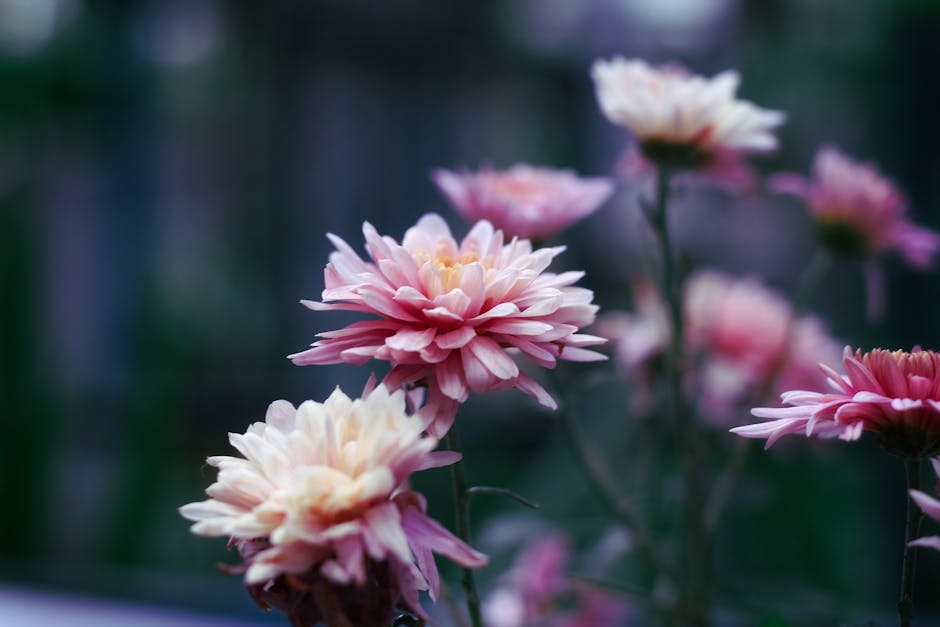 Beautiful close-up of pink flowers blooming in a garden setting. Soft focus background enhances their delicate beauty.