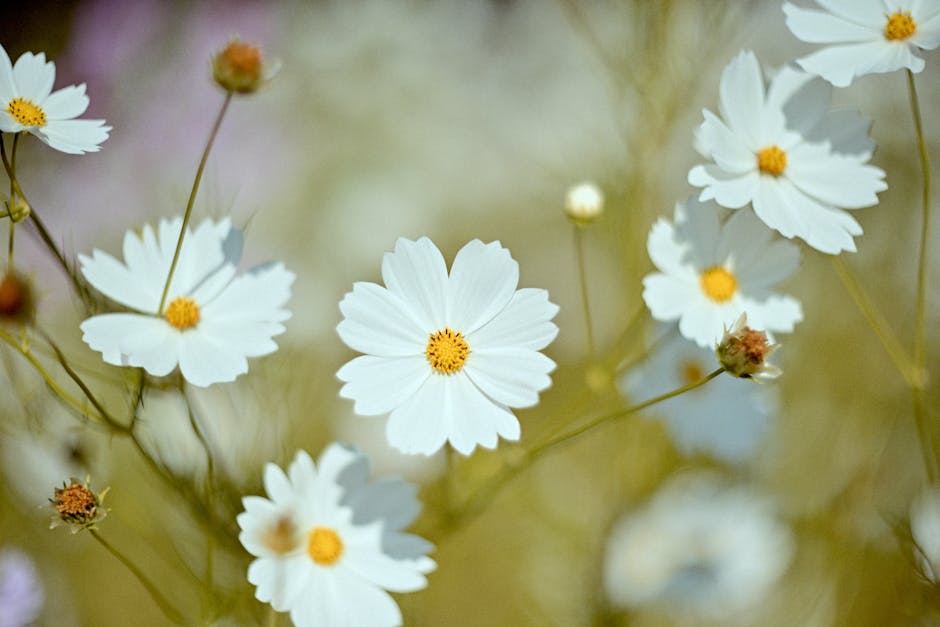 Beautiful close-up of white cosmos flowers with a soft, natural background.