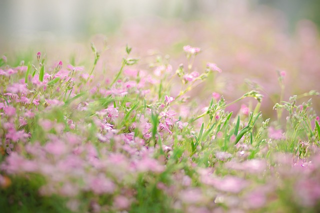moss, flower bed, nature, blossom, bloom, spring flowers, moss, moss, moss, moss, moss, flower bed, flower bed, flower bed