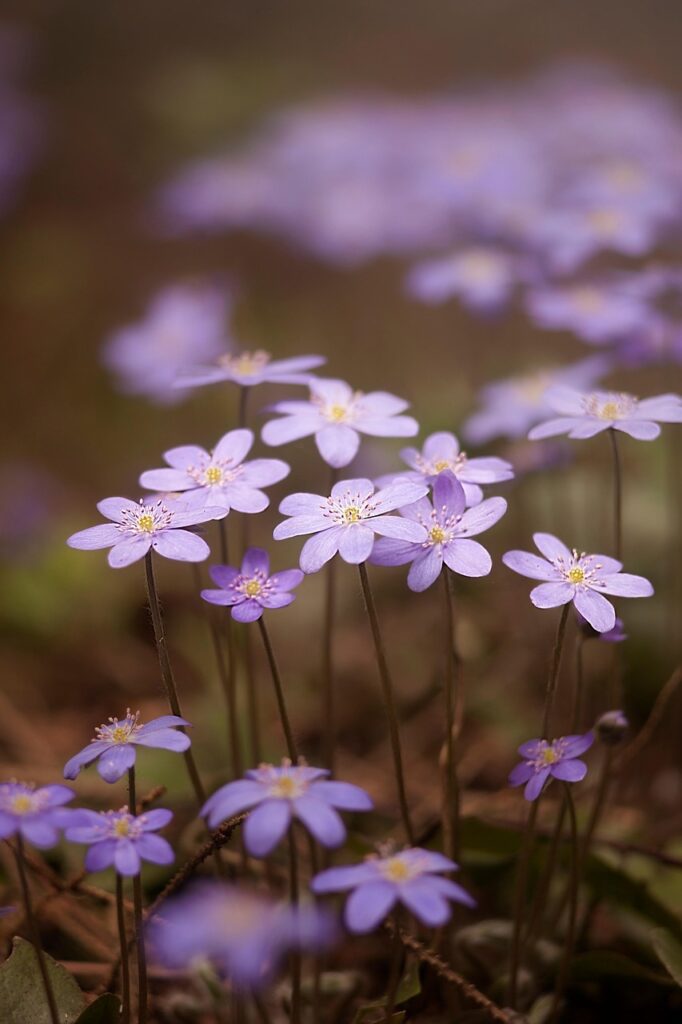 flowers, nature, forest, spring, bloom, flora, blossom, growth, botany, plant, petals, flower wallpaper, macro, beautiful flowers, flower background, aesthetic wallpaper, phone wallpaper, iphone wallpaper