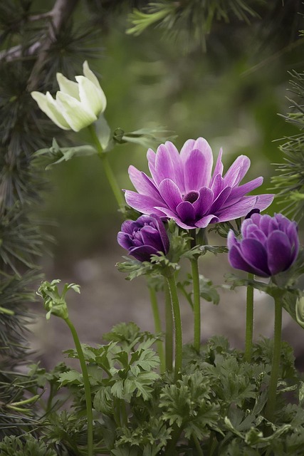 anemone, flower background, violet, purple, purple anemone, flower, purple flower, flower wallpaper, blossom, bloom, petals, garden, in the garden, spring, summer, nature, garden flower, plant, beautiful flowers, close up