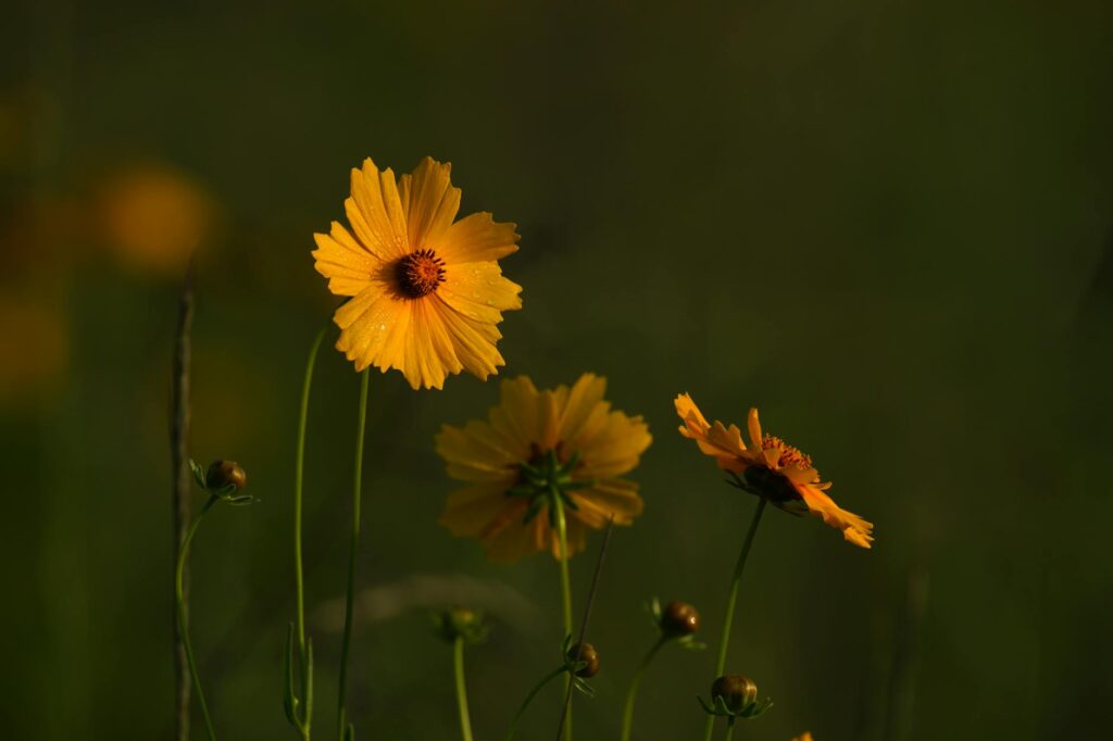A close-up of yellow flowers in a summer field, showcasing their vivid beauty.