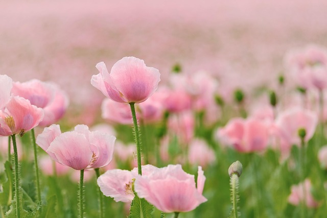 poppies, flowers, field of poppies, pink poppies, pink flowers, beautiful flowers, petals, pink petals, bloom, flower background, blossom, flower wallpaper, flora, nature