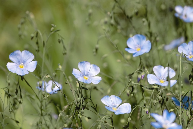 lone, nature, staudenlein, blue flax, flower, blue, white, flower background, linum, beautiful flowers, flower meadow, sky-blue flowers, magical, perennial flax, blossom, bloom, flower wallpaper, tender, fine