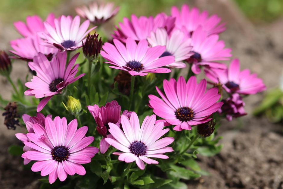 Close-up of vibrant pink African daisies (Osteospermum) blooming in a garden.