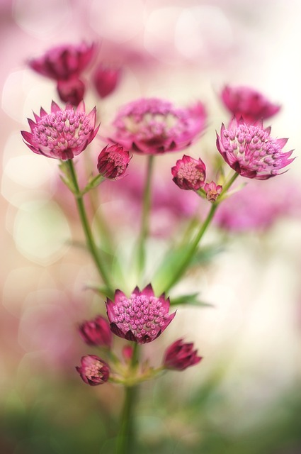 sternolde, flower, flower wallpaper, blossom, bloom, plant, garden, flower background, beautiful flowers, tender, nature, summer, pink