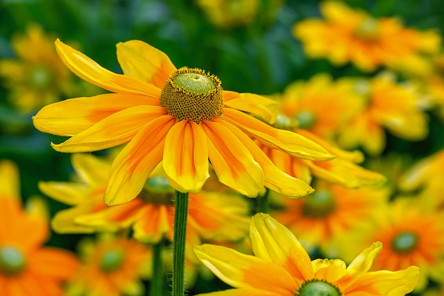 high sun hat, rudbeckia nidita, flower, beautiful flowers, flower wallpaper, blossom, bloom, yellow, bright, flower background, cut flower, nature