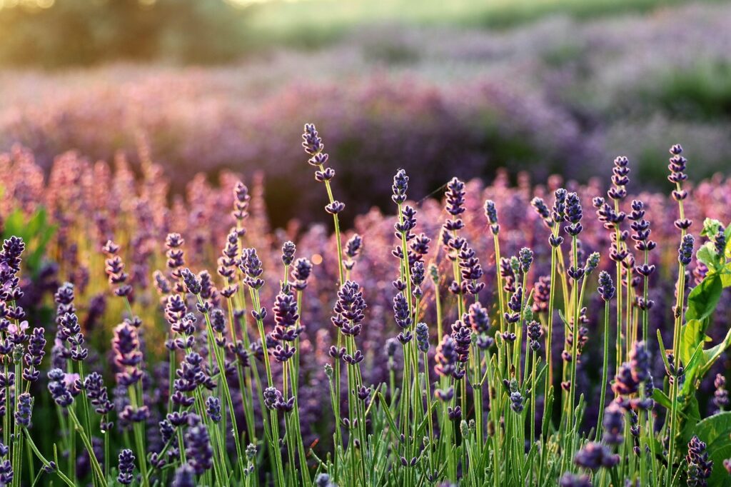 lavender, the smell of, flowers, lavender fields, purple flowers, flower wallpaper, flower, flora, beautiful flowers, flower background, lavender garden, nature