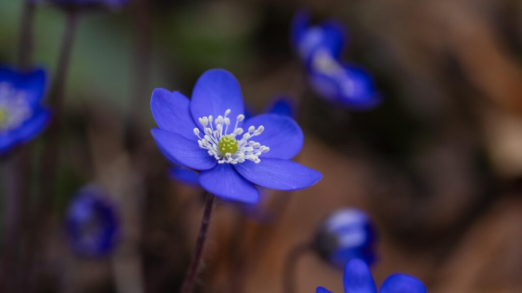 liverworts, liverflower, early bloomer, spring, flower, beautiful flowers, purple, flower wallpaper, close up, violet, blooms, flower background, blossom, bloom, anemone, anemone hepatica, nature, forest flower