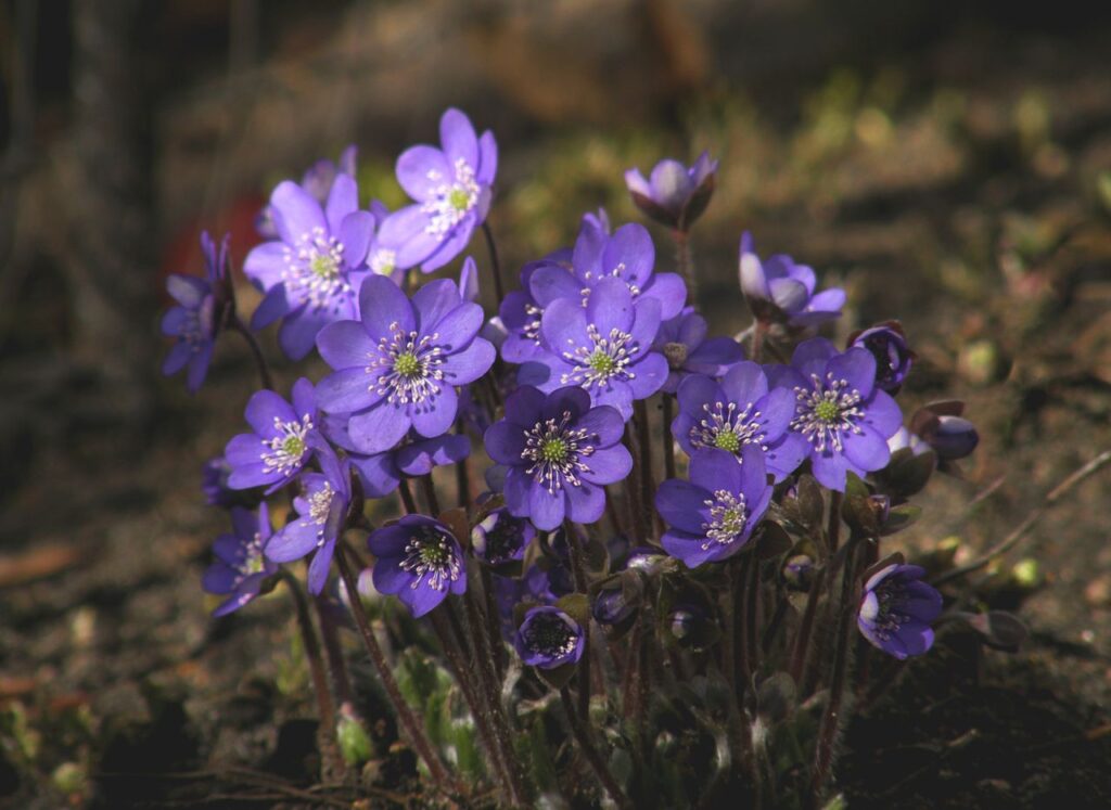 A detailed close-up of vibrant purple Hepatica flowers in bloom, showcasing their delicate petals.